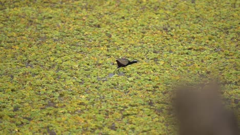 una jacana con alas de bronce que busca comida mientras camina sobre las plantas en un estanque