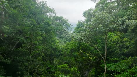 mawudu forest 馬武督 during cloudy day in taiwan