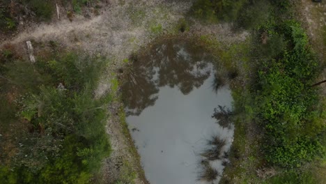 Drone-Aéreo-4k-Sobre-Una-Presa-En-Un-Bosque-Con-árboles-Y-Fauna-Nativos-Australianos