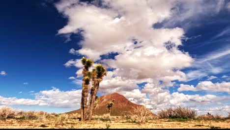 Joshua-Tree-Und-Ein-Hügel-In-Der-Mojave-Wüste-Mit-Einer-Wolkenlandschaft-Im-Zeitraffer-Darüber