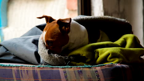 Der-Schlafende-Jack-Russell-Welpe-Wacht-Sehr-Wachsam-Auf