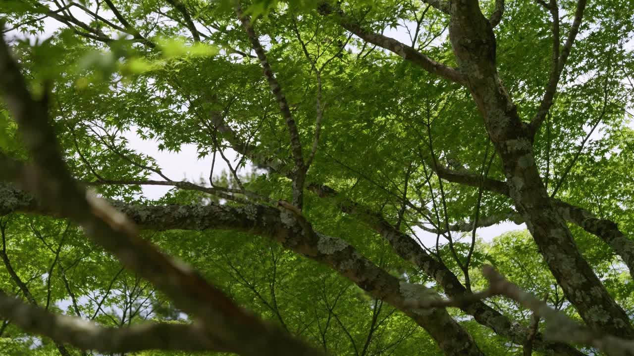 Perfect lush green nature scenery, slow motion slider shot