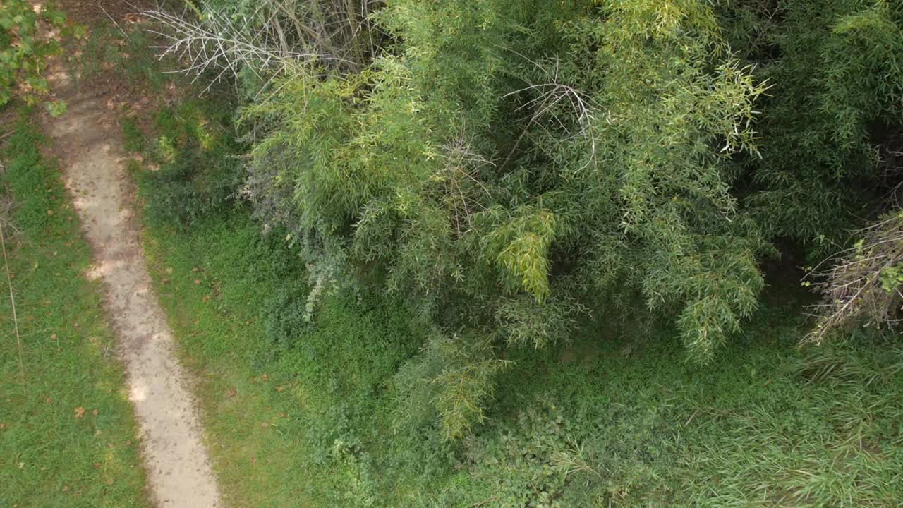 High angle of a footpath in the forest.