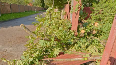 close-up tilt-up from damage after summer storm: broken fence and tree