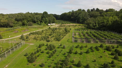 Aerial-Drone-footage-of-Christmas-Tree-plantation,-various-sized-trees