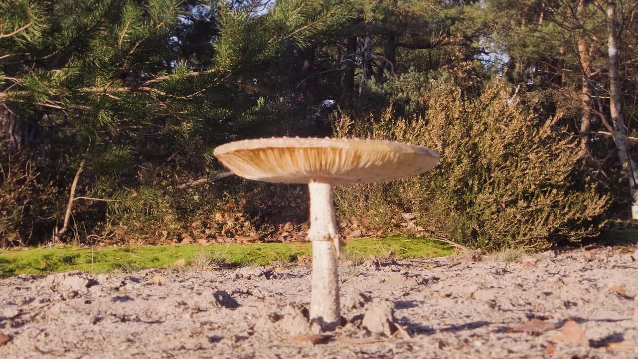 amanita muscaria hongo en la naturaleza. macro de cerca