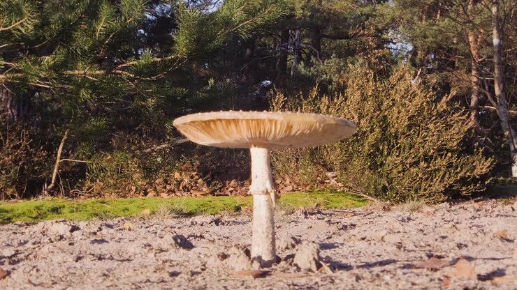 Fungo Amanita Muscaria in natura. Macro primo piano.