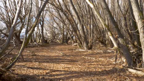 pov walking or flying to a clearing in the forest at winter - wide angle slow motion