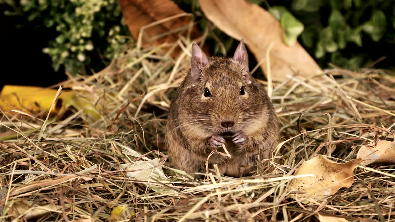 Portrait of a small degu