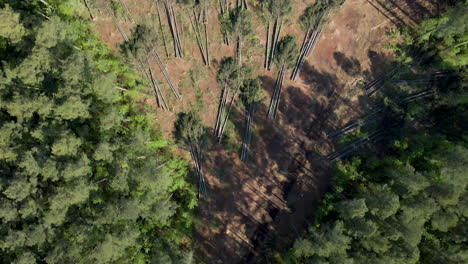 downward angle drone of tree lumbering or deforestation