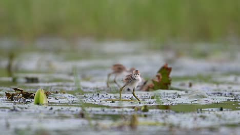 beautiful chicks of jacana feeding in water lily pond in morning