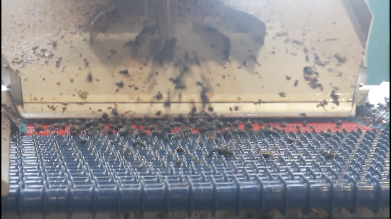 Olives being processed on a sorting machine