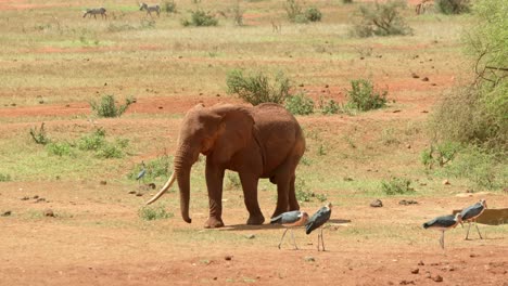 elephant walking near the marabou storks in masai mara, kenya, africa