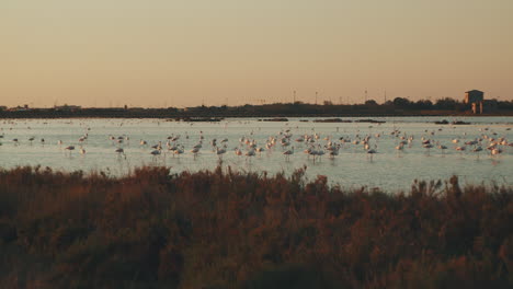 muchos flamencos salvajes descansando sobre un hermoso lago durante la puesta de sol