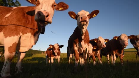 wide angle and low angle of a group of cows staying in a meadow with warm evening light