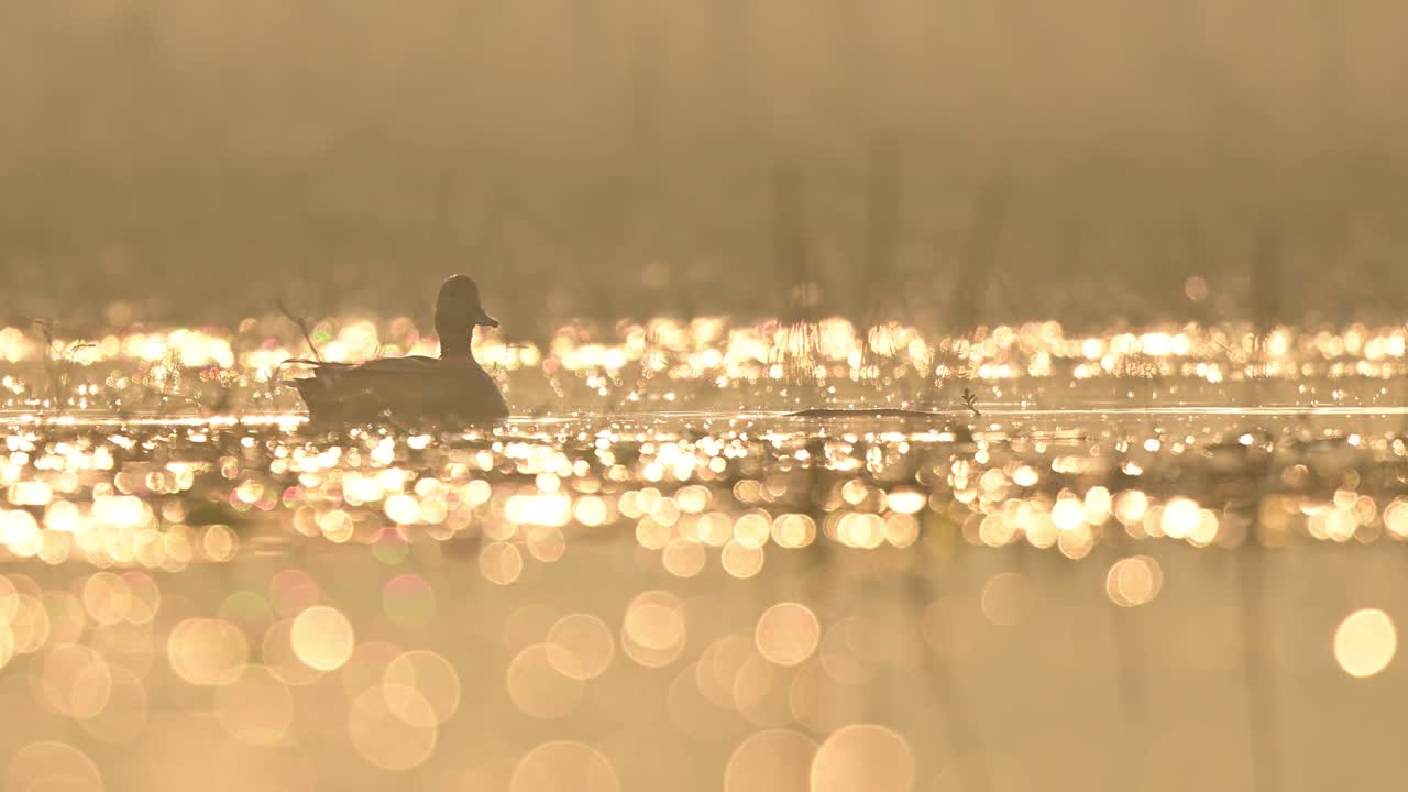 The drake's intricate, scaly grey plumage is softly illuminated by the warm, horizontal light of the early morning