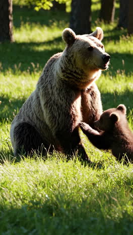 mother bear and cub in a grassy forest