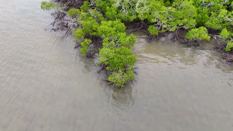 drone footage captures lush mangroves and tidal waters in port douglas, australia, showcasing vibrant greenery and serene coastal environment
