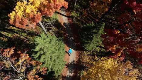 aerial view of a person on an autumn forest path