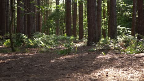 Bracken-growing-in-English-pine-forest-wide-panning-shot