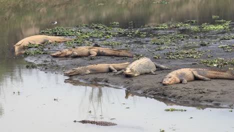 some muggar and gharial crocodiles lying on the bank of a river in the chitwan national park in nepal