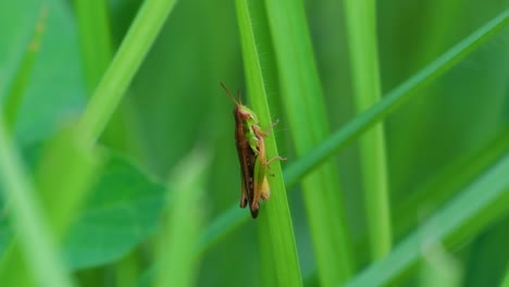 Close-up-of-meadow-grasshopper-on-a-blade-of-lush-green-grass