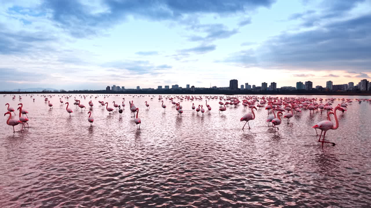 Des flamants roses se rassemblent dans une zone humide près d’une ville au coucher du soleil. Un grand groupe de flamants roses se tient dans des eaux peu profondes tandis que le soleil se couche sur les bâtiments de la ville en arrière-plan.