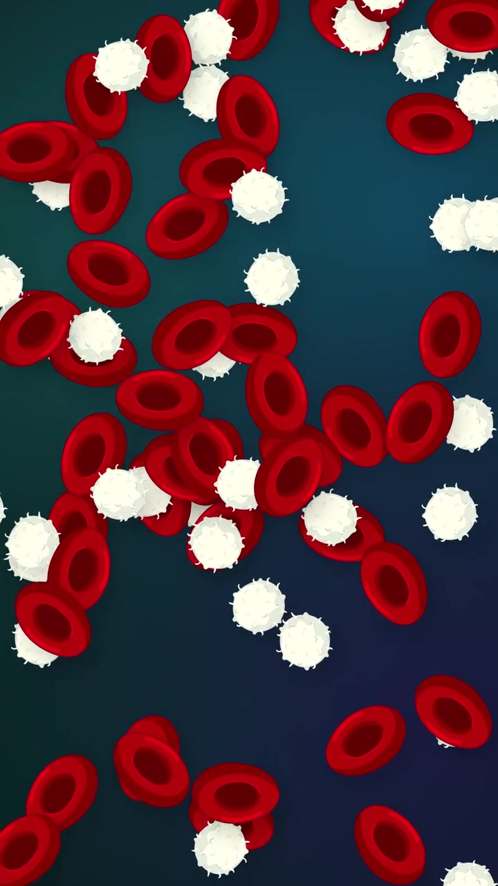 Microscopic View of Red and White Blood Cells Flowing