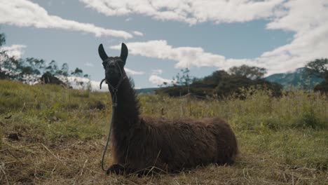 Llama-Sitting-On-Grass-Field-In-Summer---wide