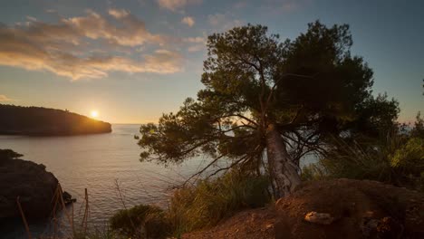 Caída-Del-árbol-Caído-4k-00