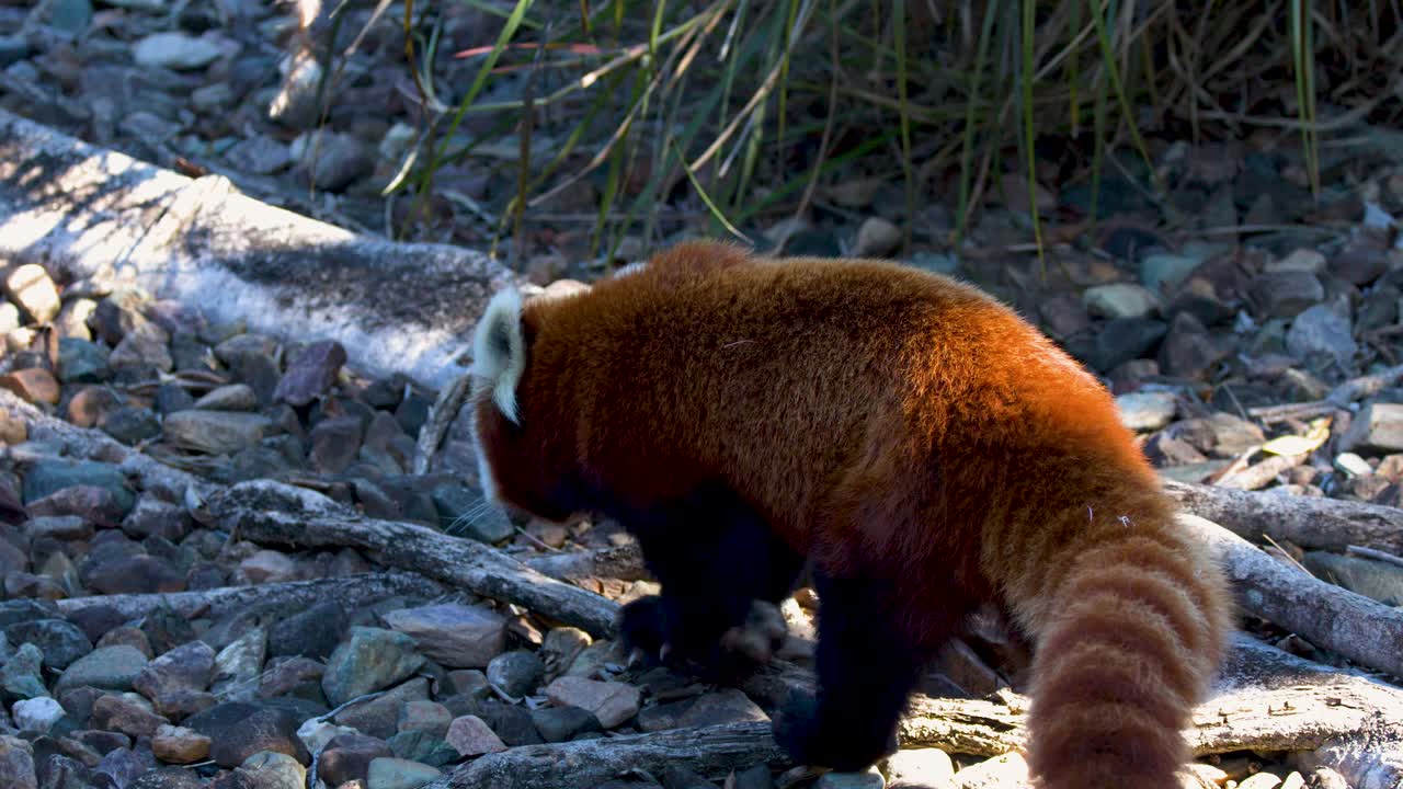 Un panda rosso cammina su terreno roccioso e tronchi sotto la luminosa luce naturale del sole a Beerwah.
