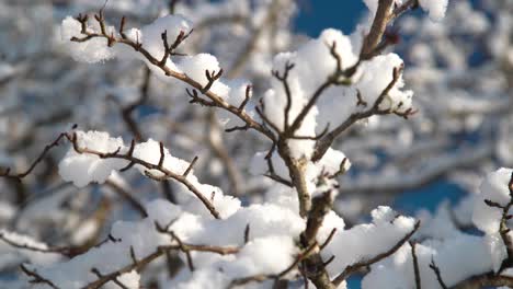 cerca de una rama nevada en un día de invierno