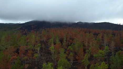 clouds covering summit of mountain in national park of valle nuevo