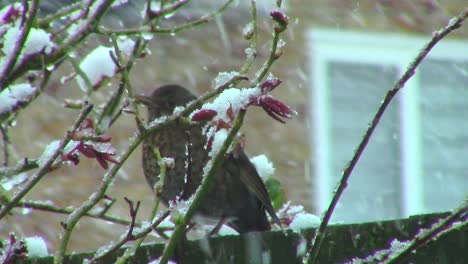 a thrush sitting on a garden fence in england trying to take shelter from the snowstorm in march