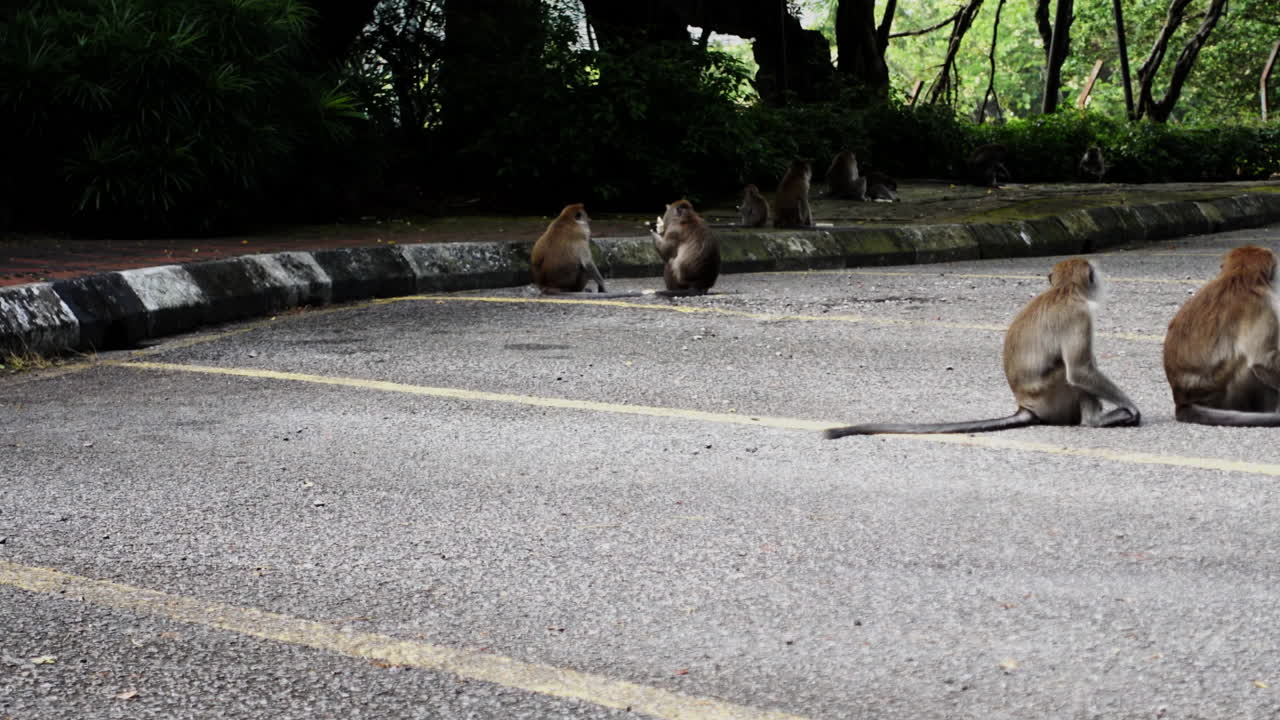 длиннохвостые макаки сидят и питаются на бетонной земле в куала-лумпуре, малайзия