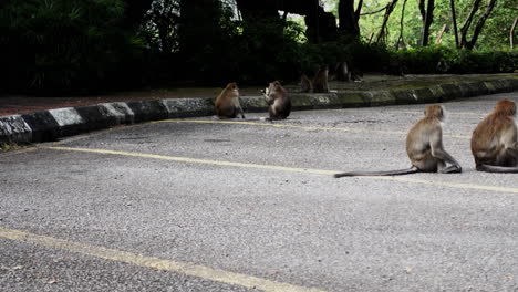 Langschwanzmakaken-Sitzen-Und-Fressen-Auf-Betonboden-In-Kuala-Lumpur,-Malaysia