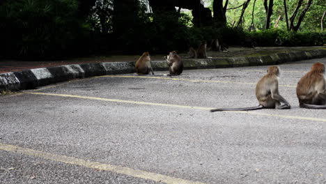 los macacos de cola larga se sientan y se alimentan en el suelo de hormigón en kuala lumpur, malasia
