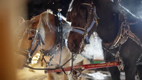 slow motion, snowflakes falling on harnessed horses on cold winter night