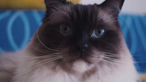 soft light falls on ragdoll cat’s face as it stares up with soft expression and relaxed mood