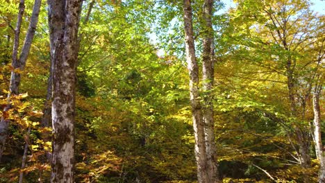 Drone-fly-through-shot-of-the-treetops-of-a-picturesque-autumnal-forest-located-in-Montréal,-Québec,-Canada