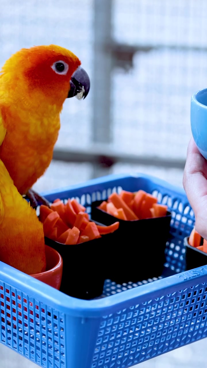 Conuri del sole che interagiscono con una tazza blu