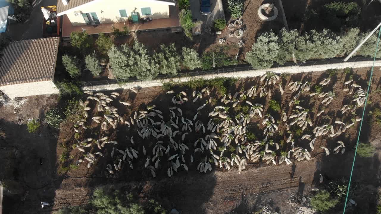 abajo de la parte superior de un gran rebaño de ovejas pastando en el prado sicilia italia, aérea