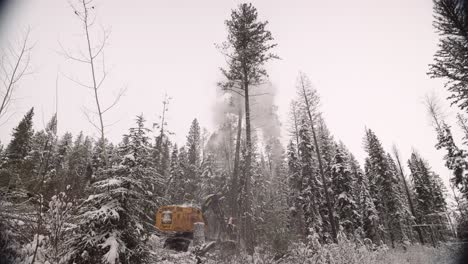 extra wide shot industrial timber manipulator saw machine takes snow-covered trees down in snowstorm, dramatic, part of a large series
