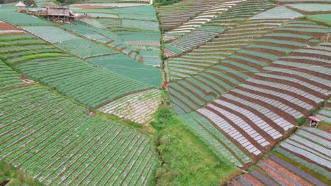 Drohnenaufnahme-Einer-Wunderschönen-Reihe-Von-Gemüseplantagen