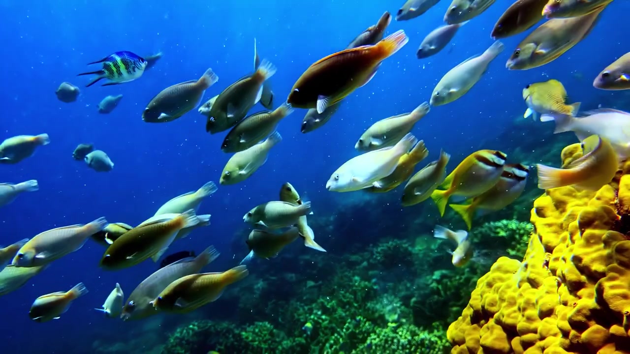 Grande cardume de peixes tropicais coloridos nadando juntos em águas oceânicas azuis e claras perto de um recife