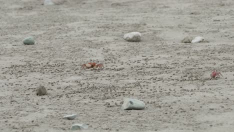 Cangrejos-Comiendo-En-La-Playa-De-Arena-De-Olon-En-Ecuador