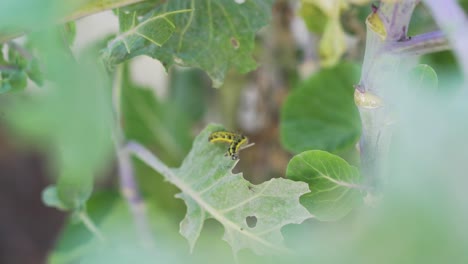 caterpillar on cabbage leaf