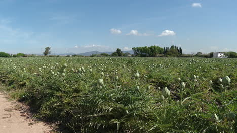 artichoke field under a blue sky