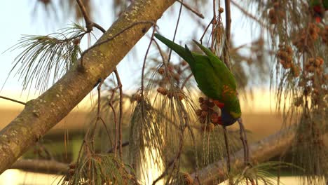 el lorikeet arco iris se alimenta de cones de pino
