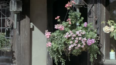 handheld shot of pink geraniums in a hanging basket by a rustic window